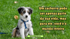 Melhores Legendas Curtas para Cachorro 