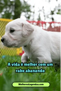 Frases para Status de Cachorro​